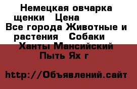 Немецкая овчарка щенки › Цена ­ 20 000 - Все города Животные и растения » Собаки   . Ханты-Мансийский,Пыть-Ях г.